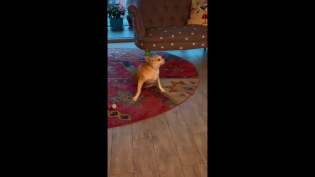 Spinderella. The spinning fat chihuahua. смотреть онлайн