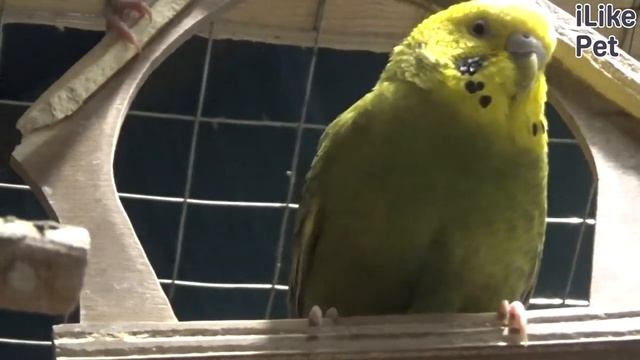 Выбираем волнистого попугая: советы на ilikepet