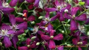 Клематис ботанический Свит Саммер Лав ? обзор: как сажать, саженцы клематиса Свит Саммер Лав