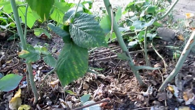 #МАЛИНА_Обрезка после сбора урожая. смотреть онлайн