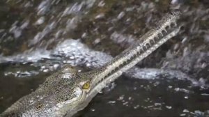 Гавиал - речной динозавр! Большой и древний крокодил - гангский гавиал.