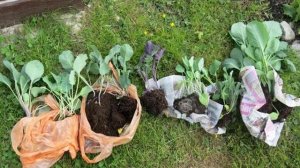 Кила на капусте как бороться