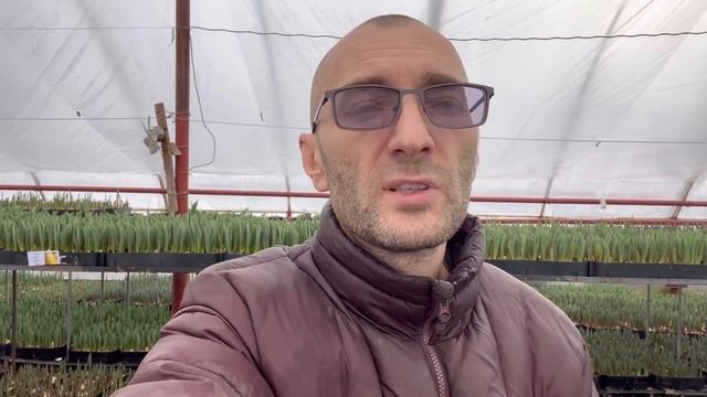 Луковицы тюльпанов смотреть онлайн