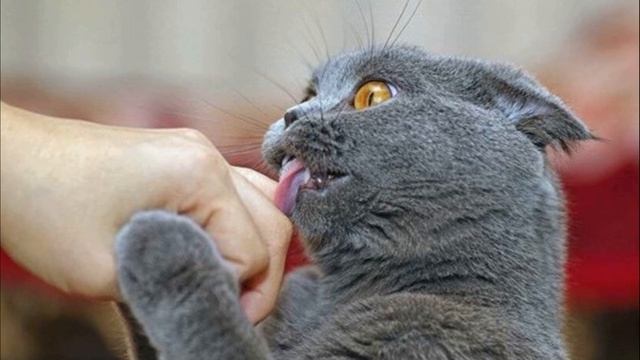 Почему кошка лижет человека смотреть онлайн