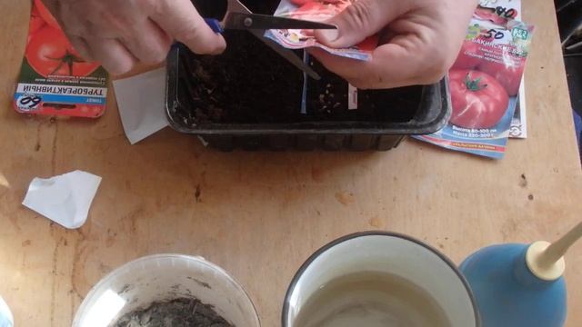 ПЕРЕКИСЬ ВОДОРОДА!!! ПОСЕВ ПЕРЦА БЕЗ ВЫМОЧКИ С ПЕРЕКИСЬЮ ВОДОРОДА СУХИМИ СЕМЕНАМИ !!! смотреть онлайн