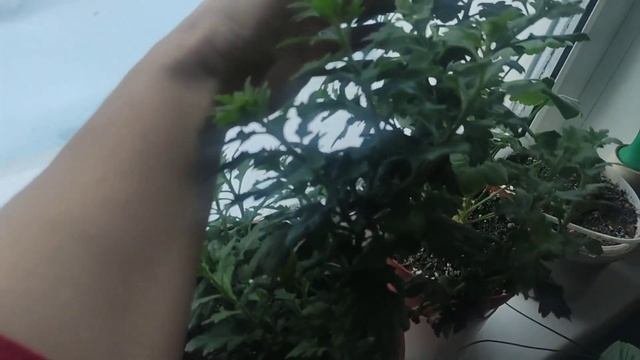 БАЛЬЗАМИН,ВАНЬКА МОКРЫЙ ЗИМОЙ В ДОМЕ
