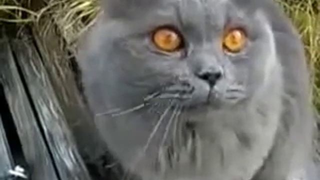 Кот и валерианка смотреть онлайн