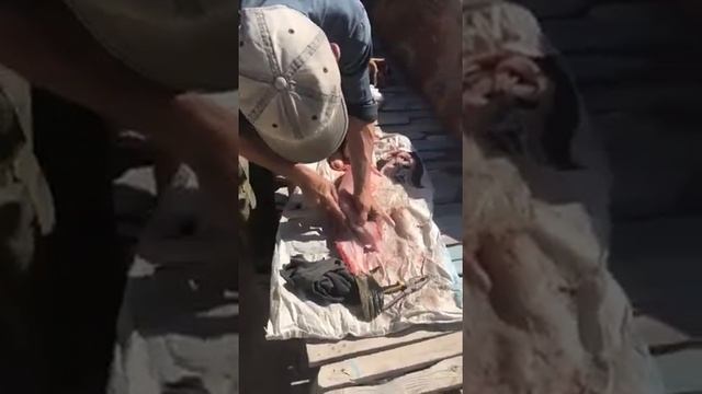 how to properly and professionally clean a snakehead fish, part 2 #fish #fishing #how #cooking смотреть онлайн