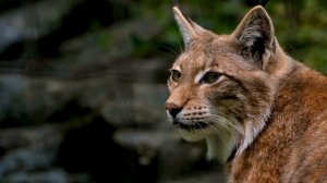 Интересные факты про рысь(Interesting facts about the lynx).