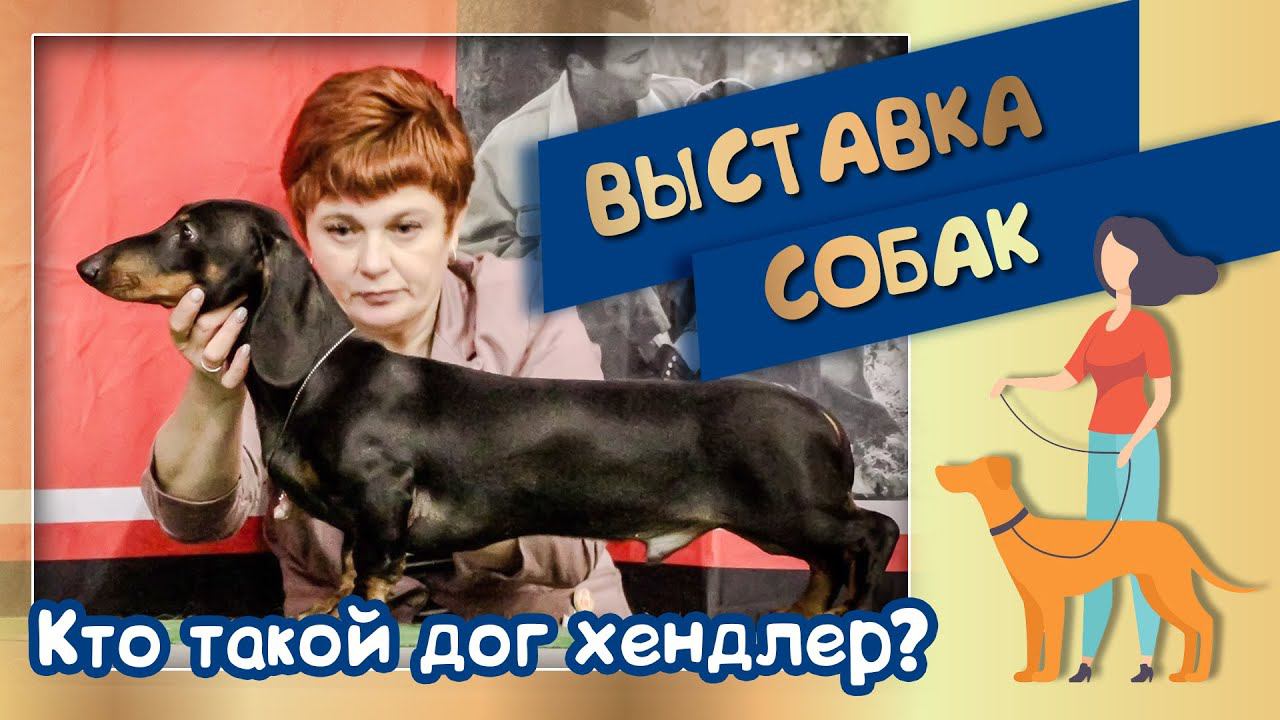 Выставка собак. Кто такой дог хендлер? хендлер Наталья Костина