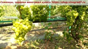 25 июля и начинает созревать одна из самых сладких форм винограда- Самородок. Хрустящая конфетка!