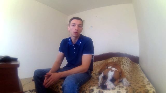 ГДЕ НЕ СТОИТ ПОКУПАТЬ ПИТБУЛЯ ИЛИ АМСТАФФА смотреть онлайн