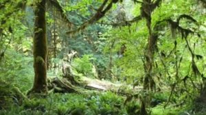 музыка для тайцзы