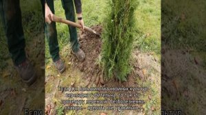 Посадка туи на дачном участке