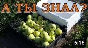Как сохранить ЯБЛОКИ в квартире?? ? ?