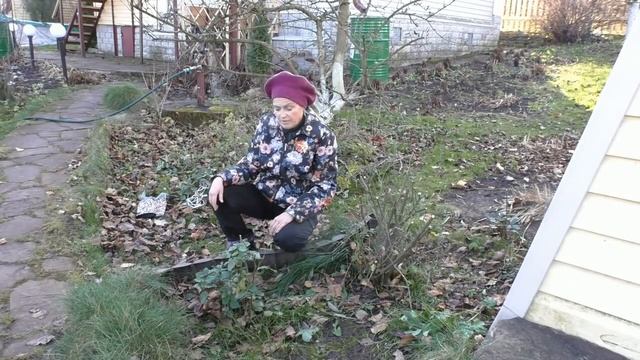 Обрезаем и укрываем розы правильно смотреть онлайн