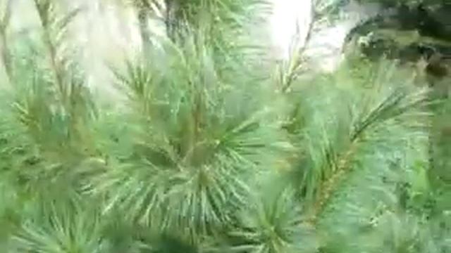 Сосна гималайская Херсонщина Лето 2022 смотреть онлайн