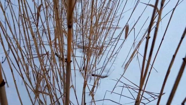 VID 20220127 093929 Отравленный 1911 (Н. Гумилёв)... Павел Васильев Лахтинский смотреть онлайн