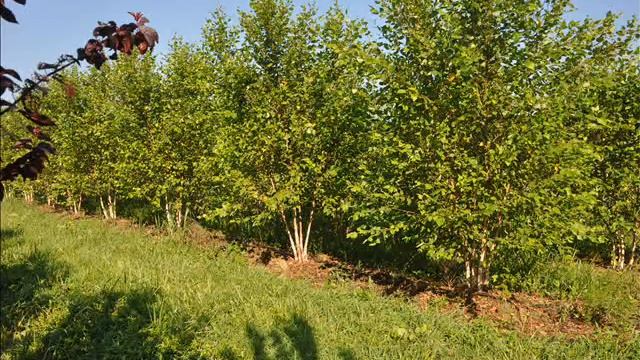 Красивые деревья березы реки мы растем New York смотреть онлайн