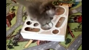 Игрушка для мейнкуна