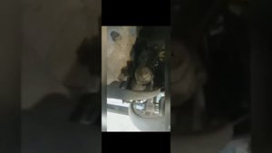 Зил 4331 (645) самосвал г Семей