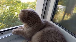 Кошачий дзен