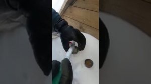 Трансмиссионное масло ZIC (синтетика!!!) НЕ ВЫНЕСЛО Уральской зимы((( Чуть не угробил коробку?