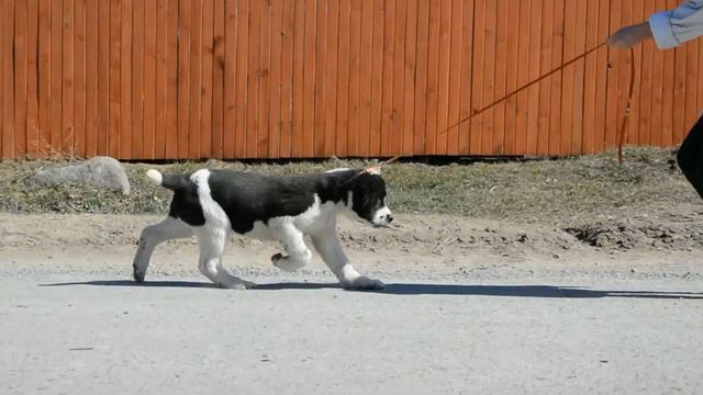 ОЕССЕНН СТИЛЬ Тунгус около 3-х месяцев смотреть онлайн