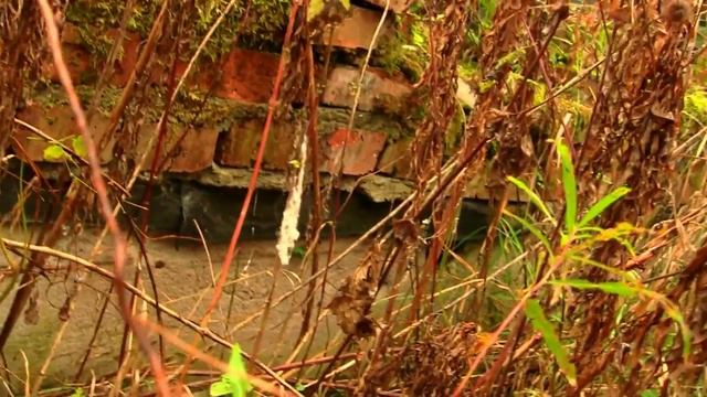 Продаю земельный участок в Косилово Невельского района смотреть онлайн