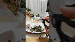 Как сохранить срезанную микрозелень