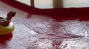 Ква ква парк