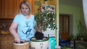 Обрезка и пересадка взрослой толстянки (крассулы Овата, денежного дерева).