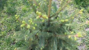 Мои хвойные Ель Рыдал 2020