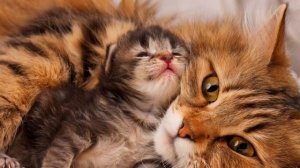 Кот сильно линяет: причины, что делать - ВСЁ ЧТО НУЖНО ЗНАТЬ!