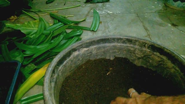 HOW TO  GROW PETUNIA VERY EASILY смотреть онлайн