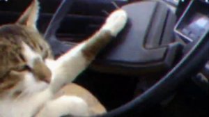Кот за рулём машины под phonk Trunk