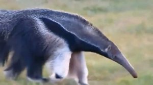 МУРАВЬЕД В ДЕЛЕ! Муравьед Против Ягуара, Льва, Гиен, Собак