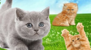 Звуки кошачьего мауканья и забавных котят