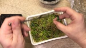 Легкий способ размножения манджурского клематис из семян, Оксана Рассадина.