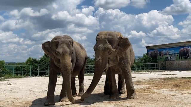 Слониха Магда нашла себе ОГРОМНУЮ ЧЕСАЛКУ! смотреть онлайн