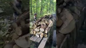 Заготовка дров на тракторе