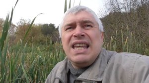 На болоте растет камыш, друг говорит про болото