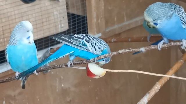 Как я кормлю попугаев яблоками. способы закрепить фрукты овощи в вольере