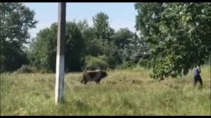 Стрелял по быку из автомата, а бык ему отомстил