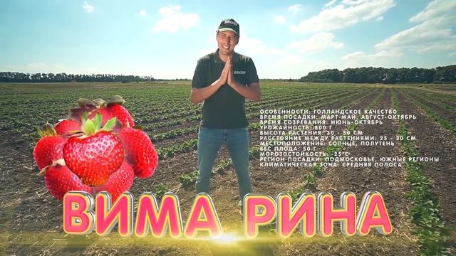 Земляничные плантации Беккер. Обзор самых лучших сортов земляники смотреть онлайн