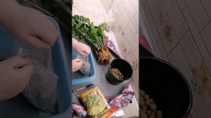 Пересадка замиокулькаса в новый горшок