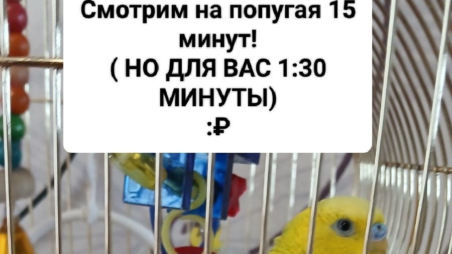 Смотрим за Гошай 15 минут... Для вас 1:30 минуты... :₽ смотреть онлайн