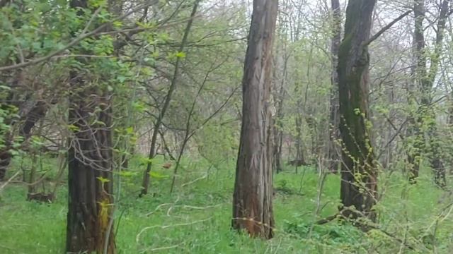 Ростов-на-Дону сегодня⚡Змиёвская балка⚡16.04 2022г .Цветет черемуха,форзиция,терн,береза,весна 2022