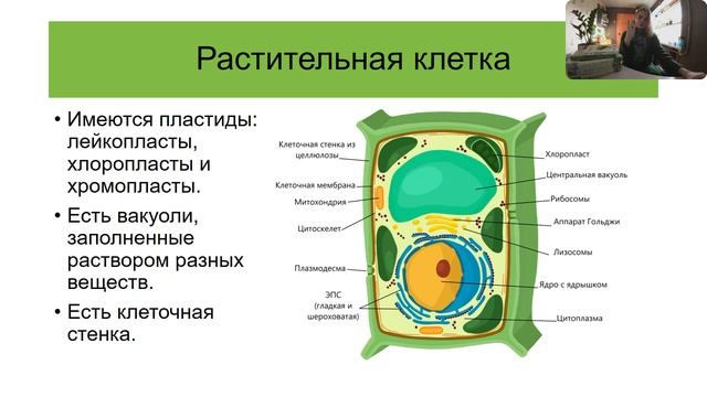 Ботаника. Строение растительной клетки. Общая характеристика растений