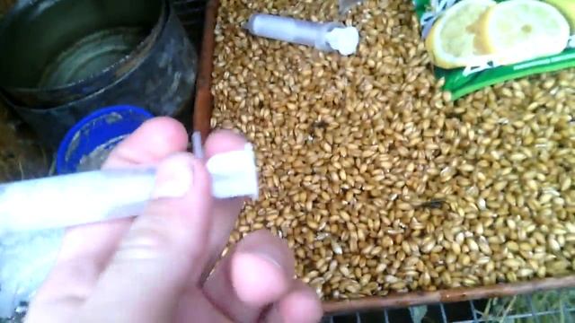 Как повысить яйценоскость кур //Жизнь в деревне !!!